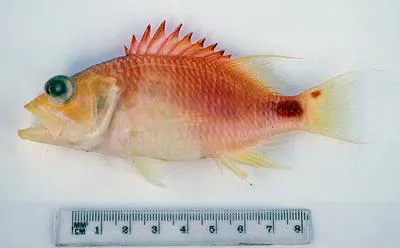Spot-tail perchlet (Plectranthias maculicauda)
