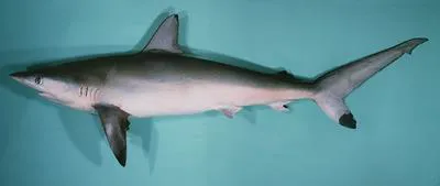 Spot-tail shark (Carcharhinus sorrah)
