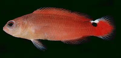 Spot-tailed dottyback (Pseudochromis jamesi)