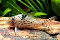 Spotback corydoras (Corydoras blochi)