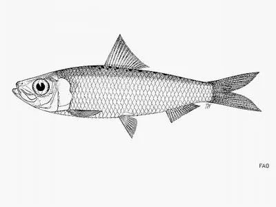 Spotback herring (Herklotsichthys punctatus)