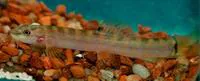 Spotback loach (Schistura notostigma)