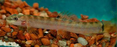 Spotback loach (Schistura notostigma)