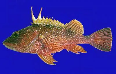 Spotback scorpionfish (Pontinus vaughani)