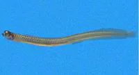 Spotback wormfish (Microdesmus dorsipunctatus)