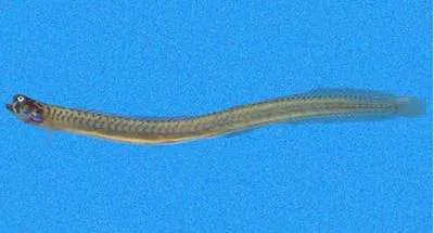 Spotback wormfish (Microdesmus dorsipunctatus)