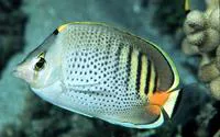 Spotband butterflyfish (Chaetodon punctatofasciatus)