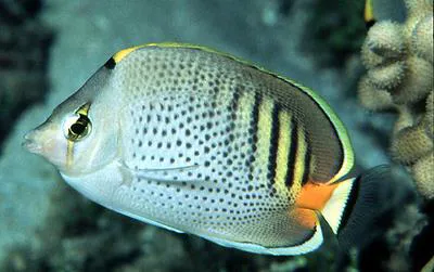 Spotband butterflyfish (Chaetodon punctatofasciatus)