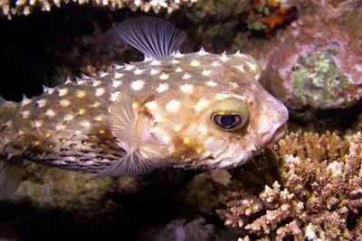 Spotbase burrfish (Cyclichthys spilostylus)