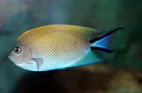 Spotbreast angelfish (Genicanthus melanospilos)
