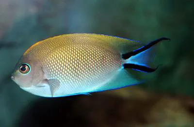Spotbreast angelfish (Genicanthus melanospilos)