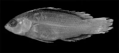 Spotbreast dottyback (Pseudochromis alticaudex)