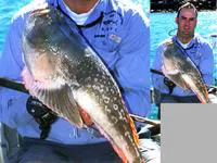Spotcheck stargazer (Ichthyscopus sannio)