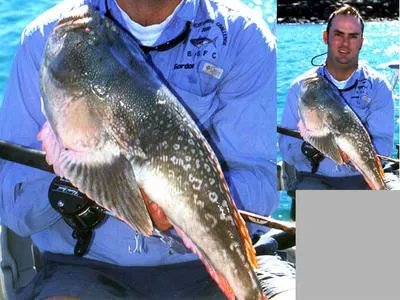 Spotcheck stargazer (Ichthyscopus sannio)