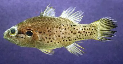 Spotcheek cardinalfish (Fowleria punctulata)