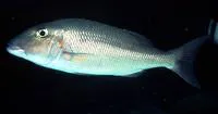 Spotcheek emperor (Lethrinus rubrioperculatus)