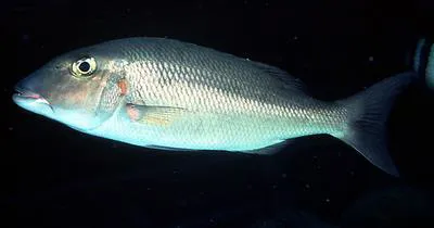 Spotcheek emperor (Lethrinus rubrioperculatus)
