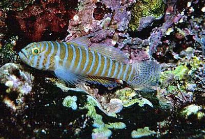 Spotcheek goby (Lythrypnus rhizophora)
