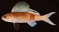 Spotfin anthias (Rabaulichthys stigmaticus)