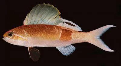 Spotfin anthias (Rabaulichthys stigmaticus)