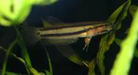 Spotfin betta (Betta macrostoma)