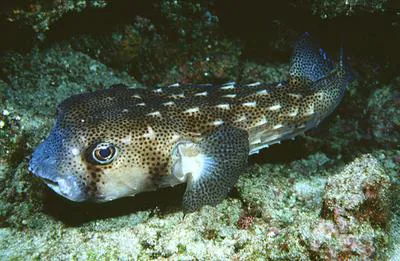 Spotfin burrfish (Chilomycterus reticulatus)