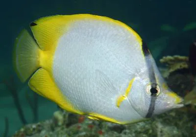 Spotfin butterflyfish (Chaetodon ocellatus)