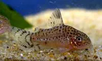 Spotfin corydoras (Corydoras punctatus)