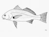 Spotfin croaker (Roncador stearnsii)
