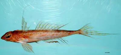 Spotfin dragonet (Foetorepus agassizii)
