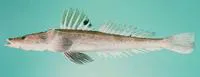 Spotfin flathead (Grammoplites suppositus)