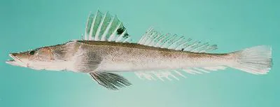 Spotfin flathead (Grammoplites suppositus)