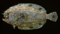Spotfin flounder (Cyclopsetta fimbriata)