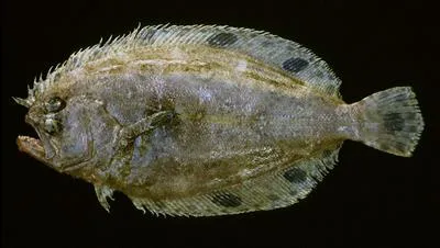 Spotfin flounder (Cyclopsetta fimbriata)