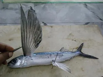 Spotfin flyingfish (Cheilopogon furcatus)