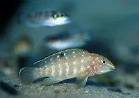 Spotfin goby cichlid (Tanganicodus irsacae)