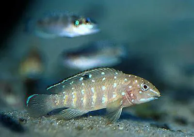 Spotfin goby cichlid (Tanganicodus irsacae)