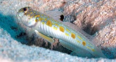 Spotfin goby (Oxyurichthys stigmalophius)