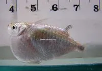 Spotfin hatchetfish (Thoracocharax stellatus)