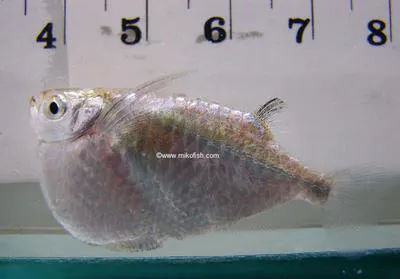 Spotfin hatchetfish (Thoracocharax stellatus)