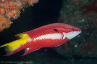 Spotfin hogfish (Bodianus pulchellus)