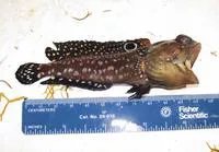 Spotfin jawfish (Opistognathus robinsi)