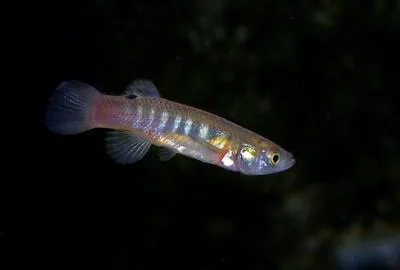 Spotfin killifish (Fundulus luciae)