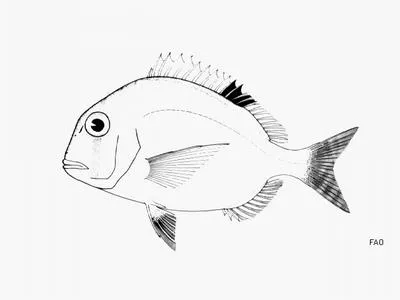 Spotfin porgy (Calamus cervigoni)