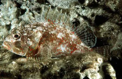 Spotfin scorpionfish (Sebastapistes ballieui)