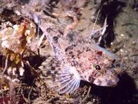 Spotfin sculpin (Icelinus tenuis)