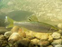 Spotfin shiner (Cyprinella spiloptera)