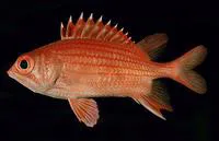 Spotfin squirrelfish (Sargocentron dorsomaculatum)