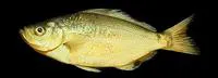 Spotfin surfperch (Hyperprosopon anale)