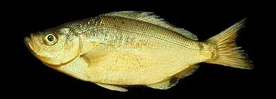 Spotfin surfperch (Hyperprosopon anale)